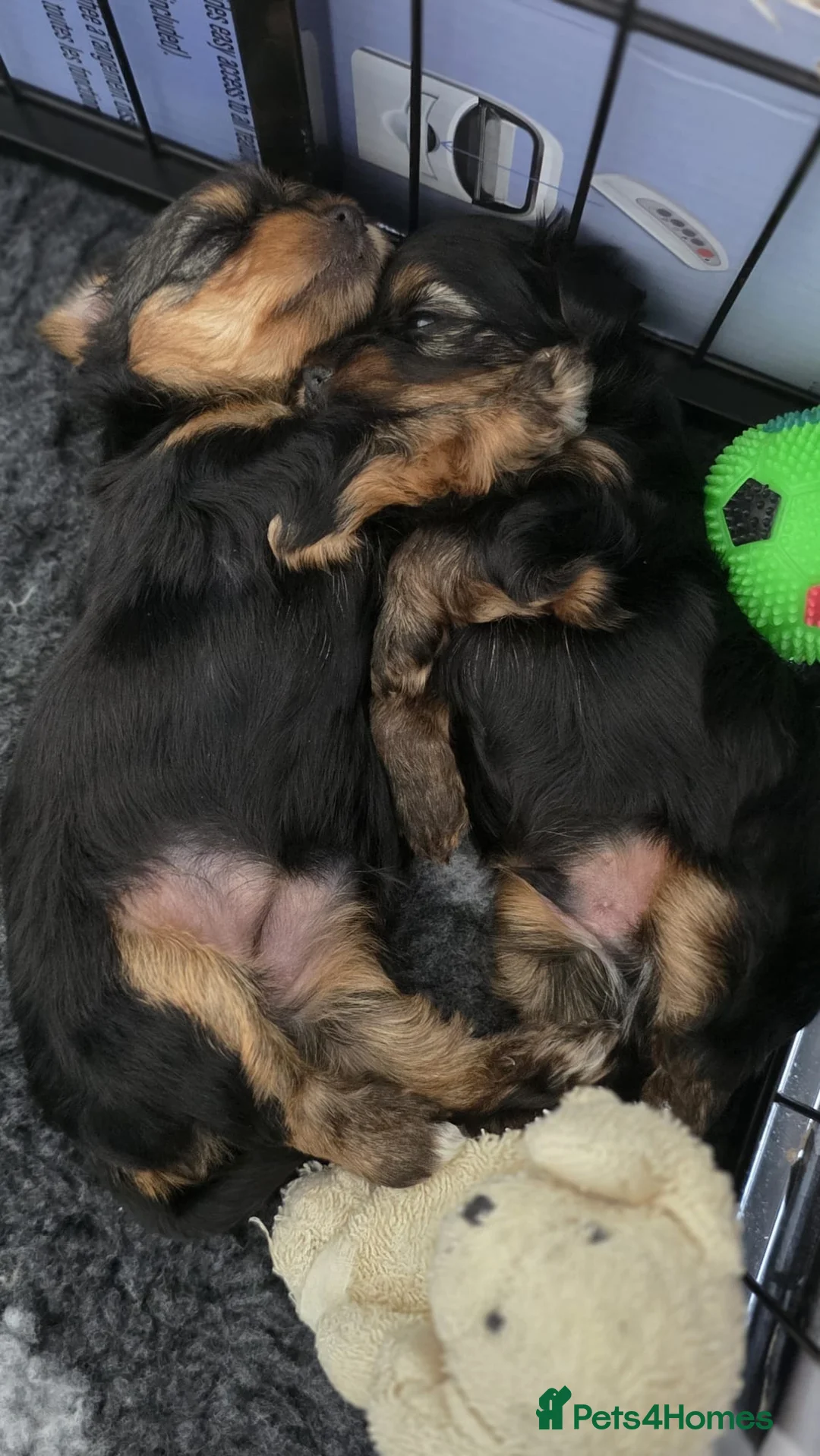 Yorkshire Terrier dogs for sale: Beautiful Yorkshire Terrier puppies 1boy 1girl  - Advert 2