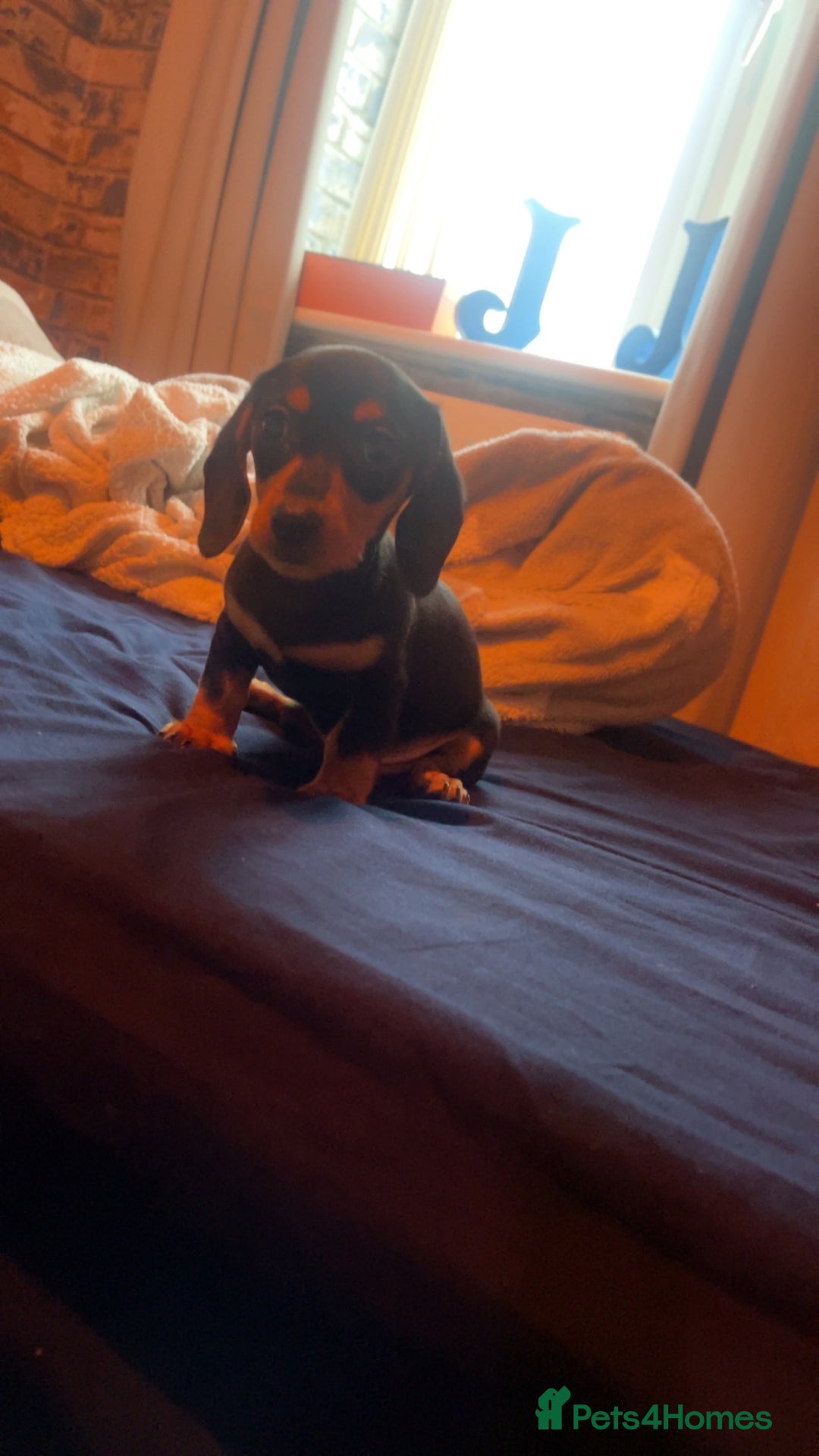 Miniature Dachshund dogs for sale: Mini Dachshund puppy - Advert 6