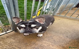 French Bulldog dogs for sale: FRENCH BULLDOGS  - Advert 8