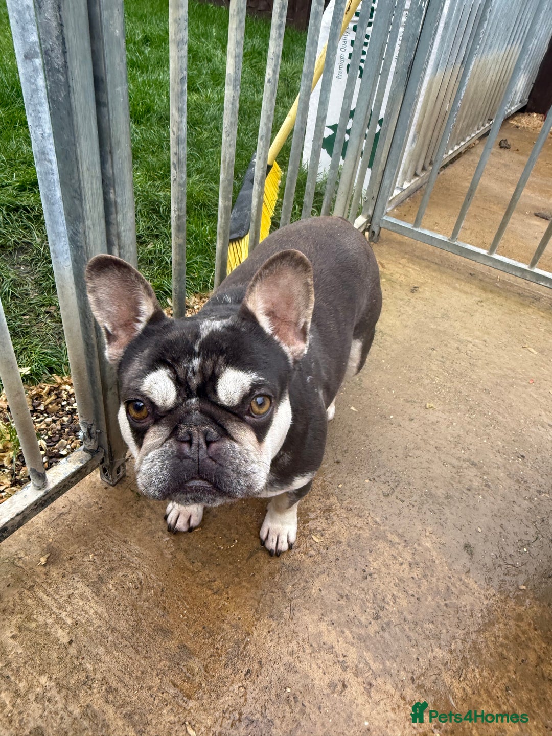 French Bulldog dogs for sale: FRENCH BULLDOGS  - Advert 8