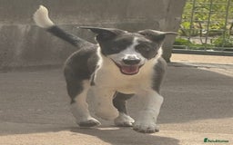 Mixed Breed dogs for sale: Border Whippets Puppies  - Image 1