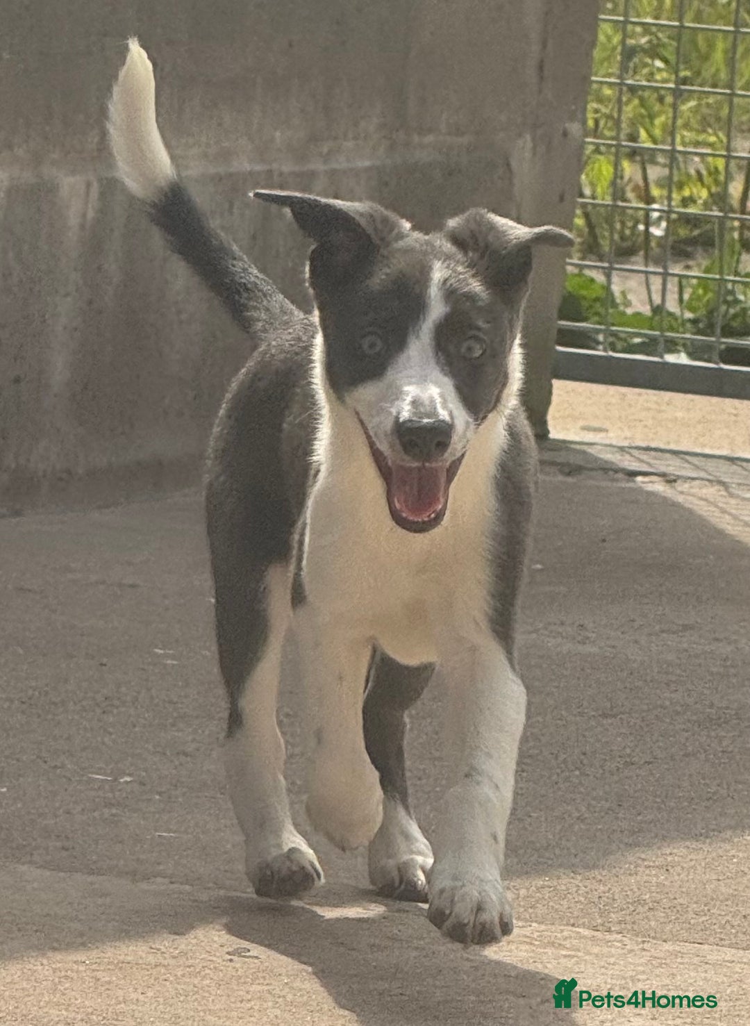 Mixed Breed dogs for sale: Border Whippets Puppies  - Image 1