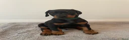 Dobermann dogs for sale: KC Registered Doberman Pups - Advert 7