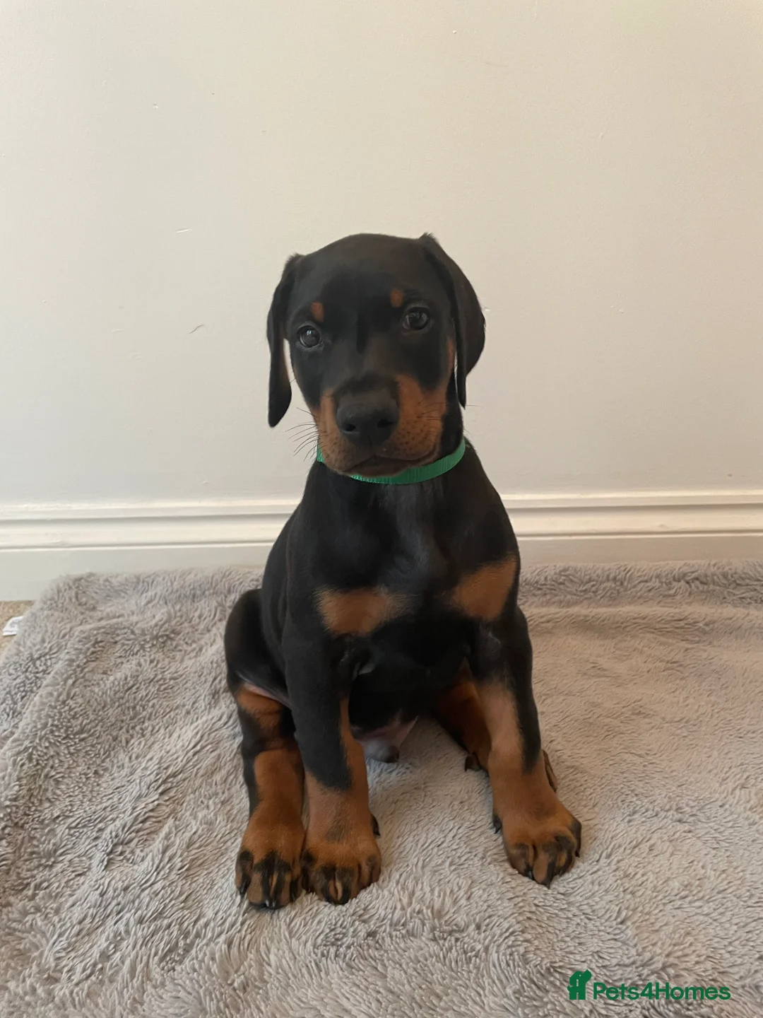 Dobermann dogs for sale: KC Registered Doberman Pups - Advert 7