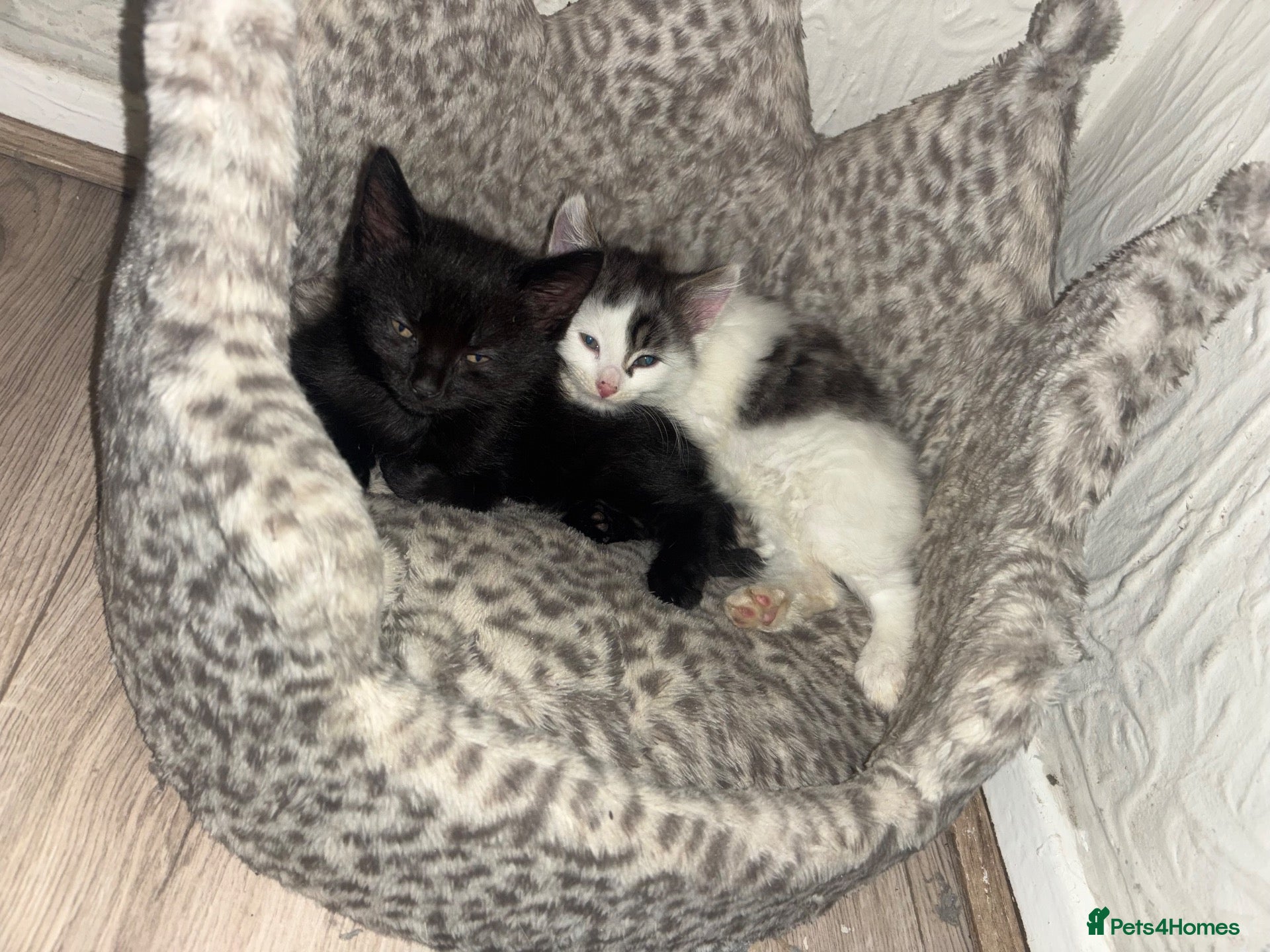 Mixed Breed cats 2 Fluffy Siamese kittens  - Advert 4