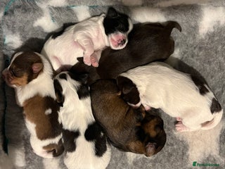 Miniature Schnauzer dogs Chocolate Parti Black & White Mini Schnauzers - Advert 17