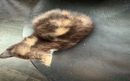 Savannah cats for sale: 3 beautiful kittens  - Image 9