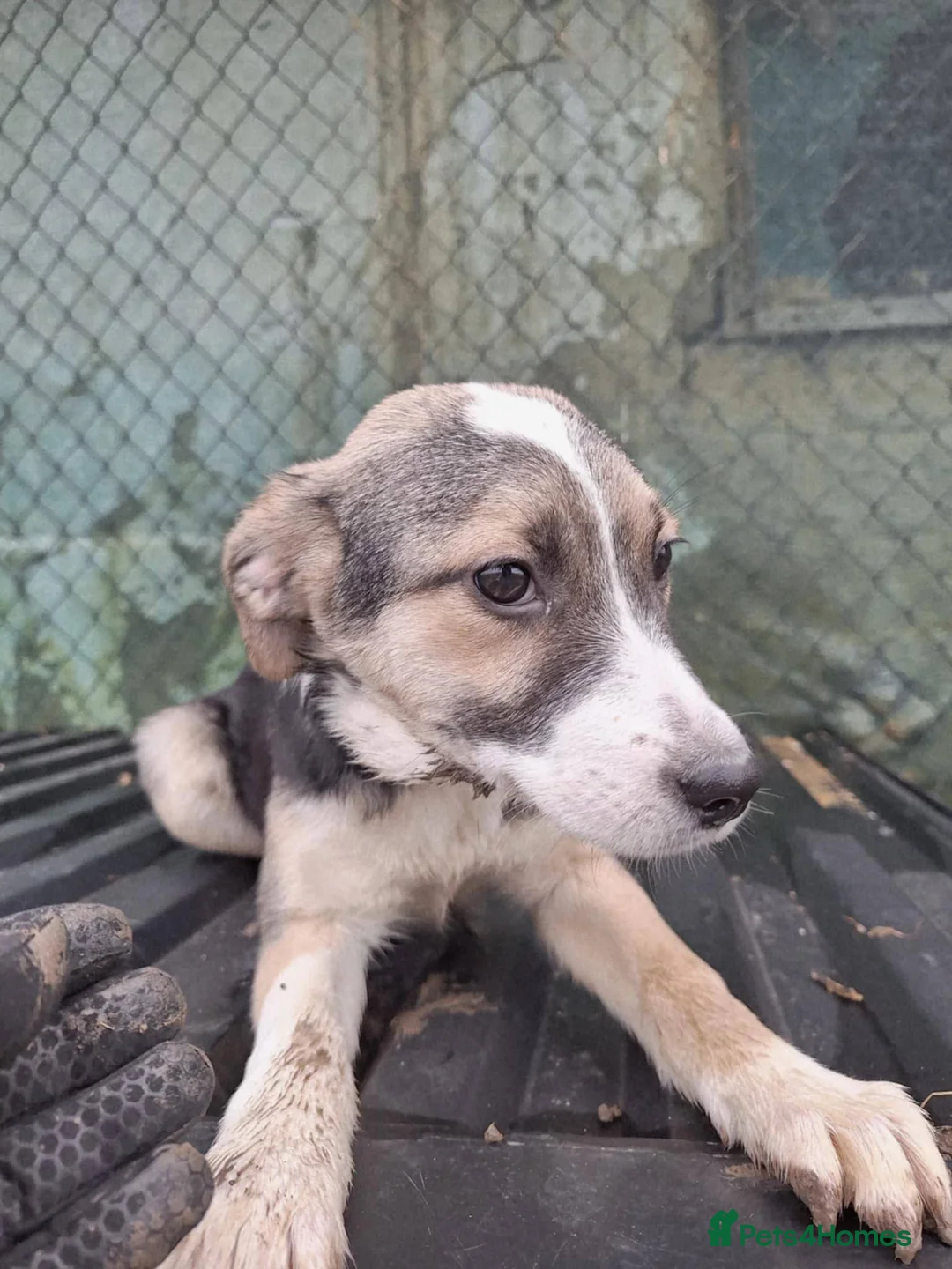 Mixed Breed dogs for adoption: Gouda for adoption - Advert 8