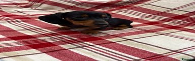 Miniature Dachshund Puppy 3