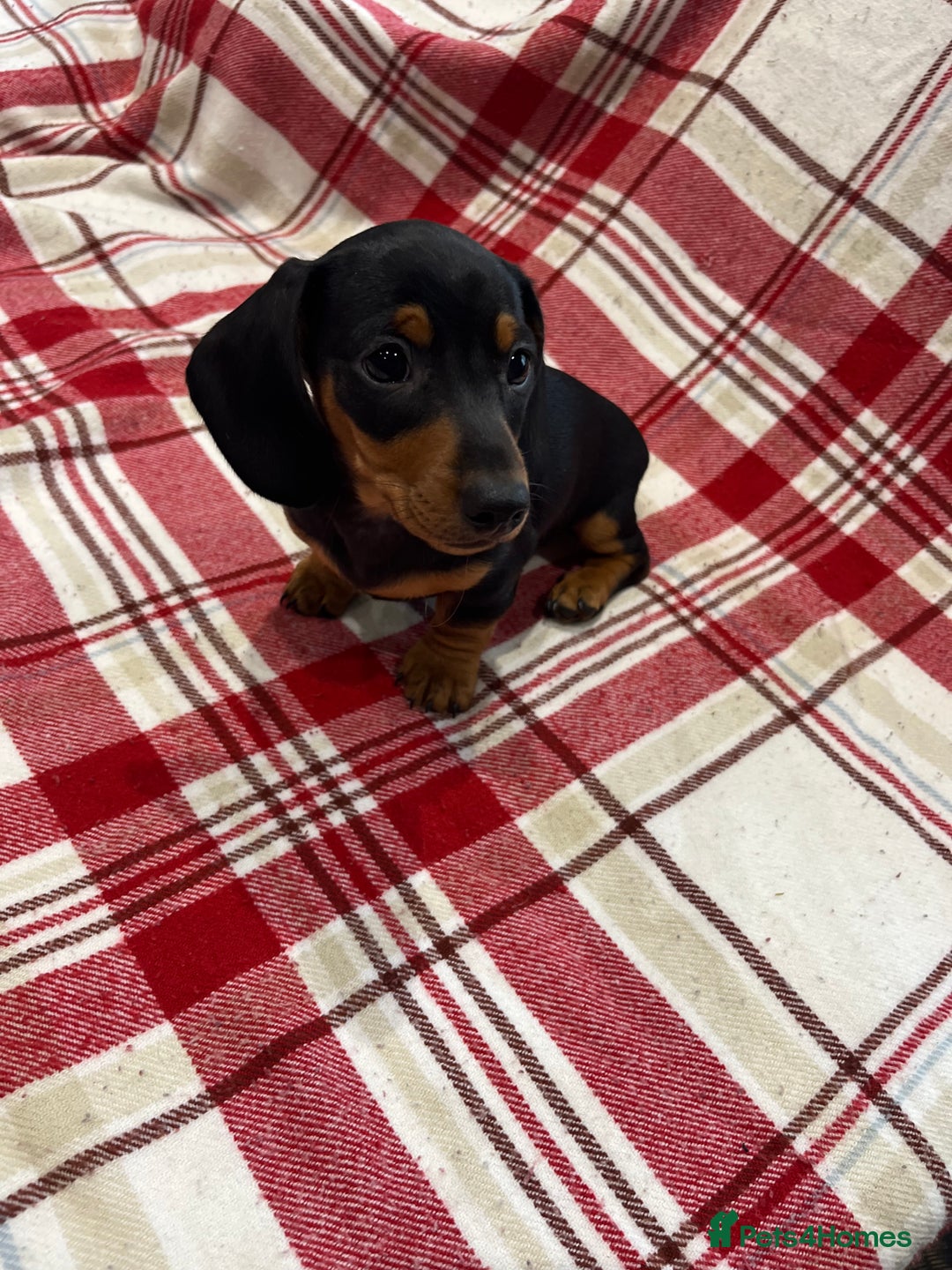 Miniature Dachshund dogs for sale: Miniature Dachshund puppies for sale - Advert 17