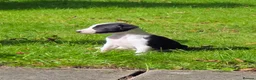 Whippet dogs for sale: 1 Girl Left - KC Whippet Puppies in Aberdeenshire - Advert 22