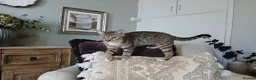 Bengal cats for sale: 3 Bengal Cross Cats Need Loving Home - Advert 6