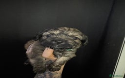 Mixed Breed dogs for sale: Jug x pomeranian - Image 5