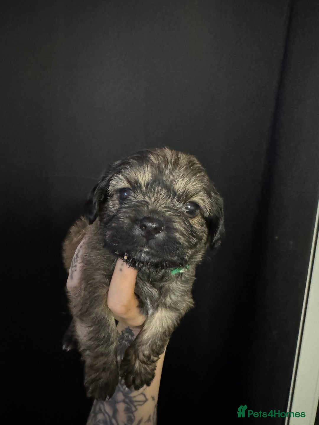 Mixed Breed dogs for sale: Jug x pomeranian - Image 5