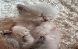 Siberian cats for sale: Siberian Neva masquerade kittens  - Image 20