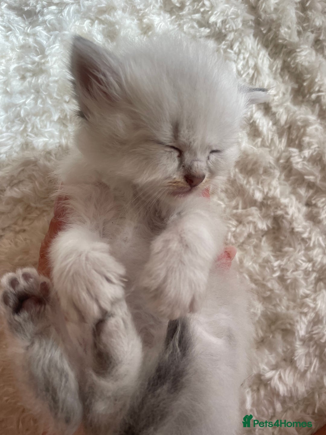 Siberian cats for sale: Siberian Neva masquerade kittens  - Image 20