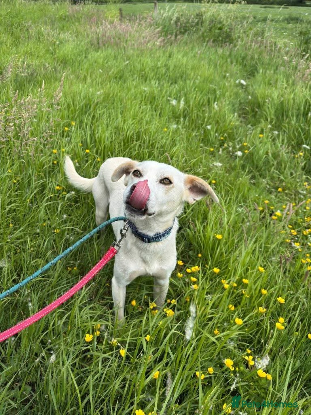 Mixed Breed dogs for adoption: Meet Barney, currently residing in Cheshire  in Nantwich - Image 6