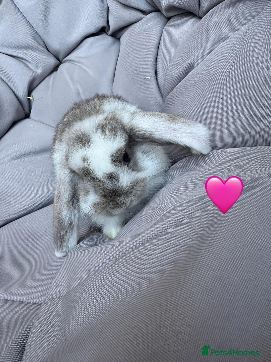 Mini Lop rabbits for sale: Mini Lop Babies  - Advert 5