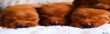 Labrador Retriever 4