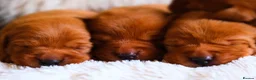Labrador Retriever dogs for sale: Mahogany Red KC Labrador Puppies - Advert 5