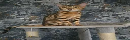 Bengal cats for sale: Prince and princesses seeking human slaves - Advert 5