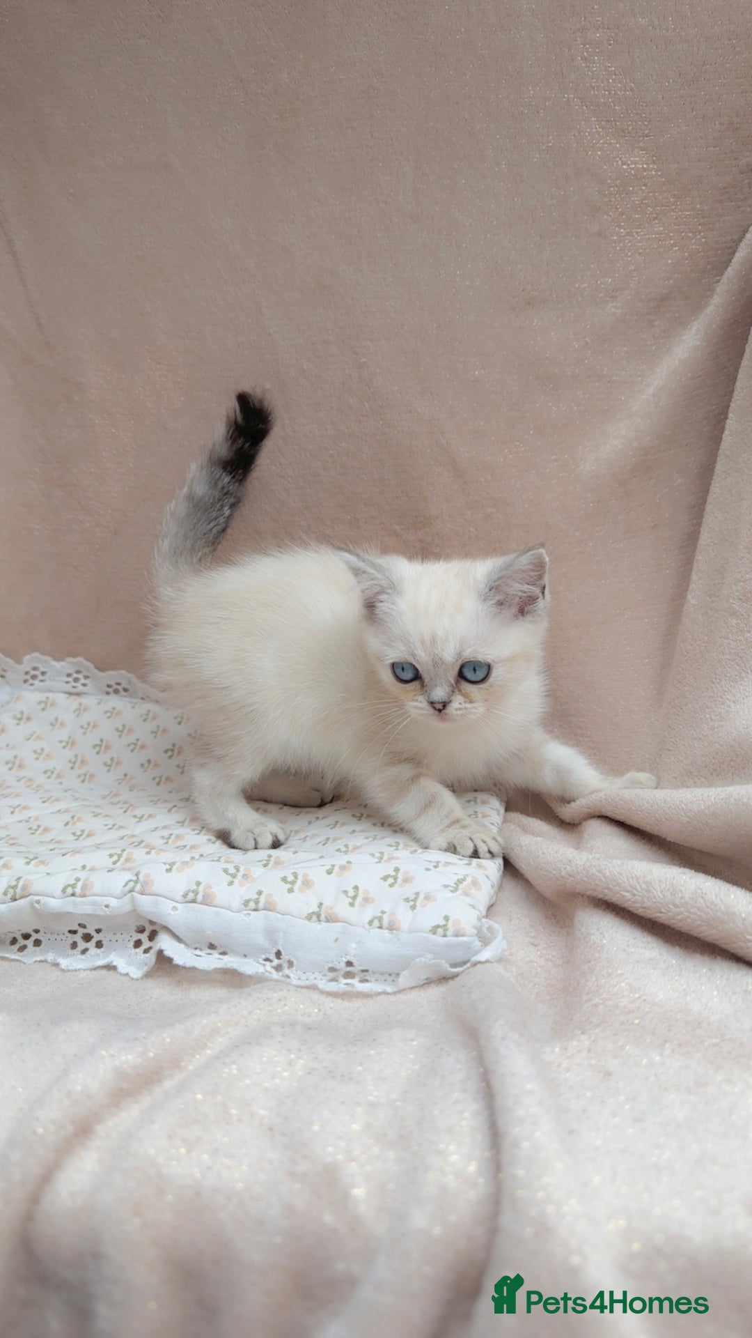 British Shorthair cats for sale: Adorable white/creme British shorthair kittens - Image 3
