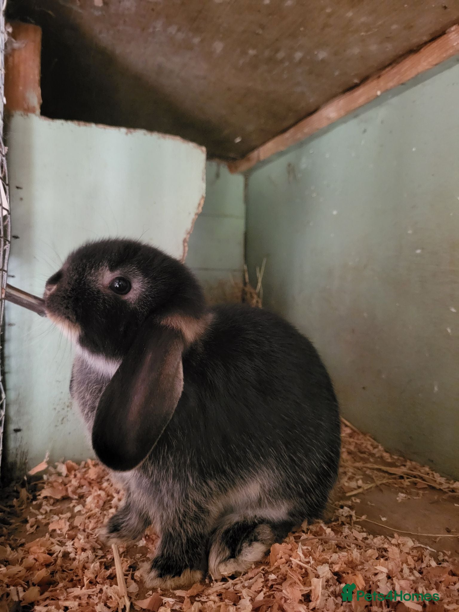 Mini Lop rabbits Mini Lop Bunnies ready to leave Female remaining  - Advert 13