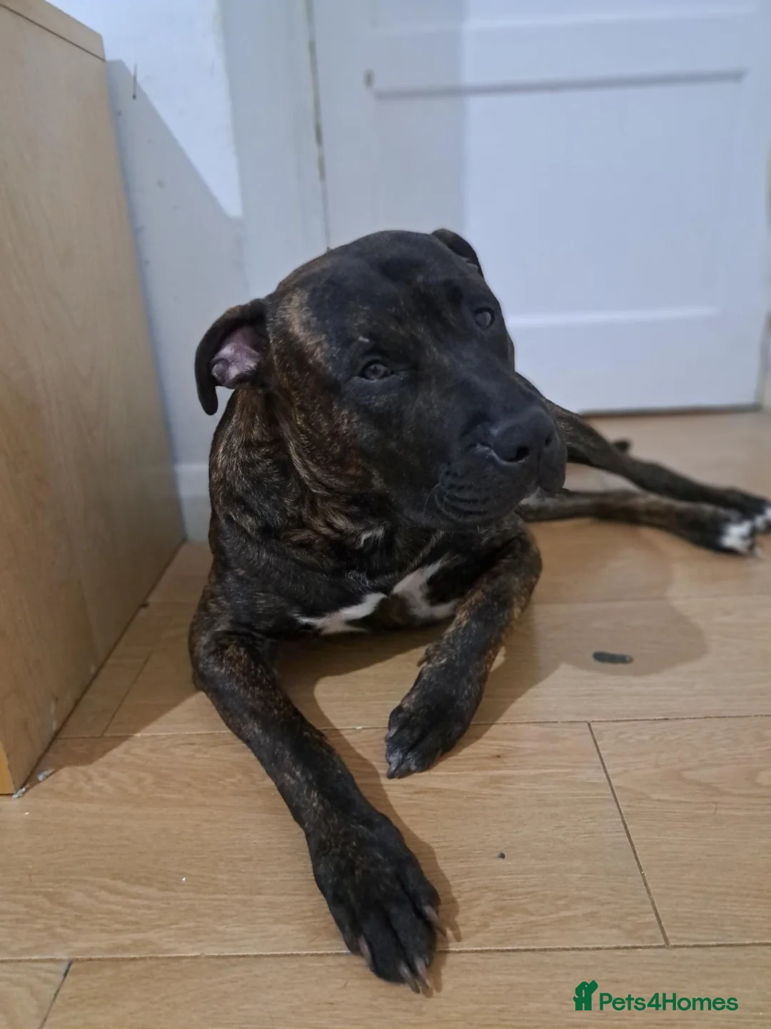 Mixed Breed dogs for sale: American Bulldog x Presa De Canario x Malinois Mix in London - Advert 9