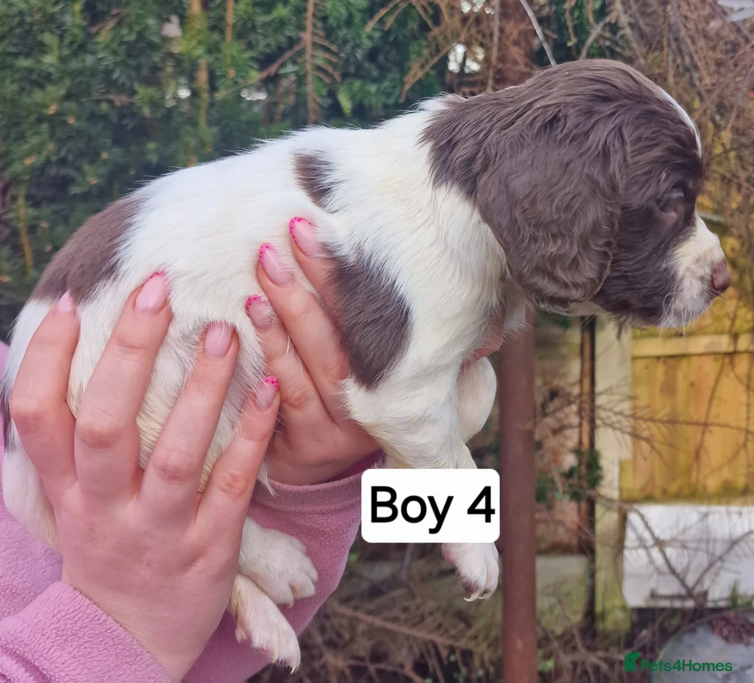 English Springer Spaniel dogs for sale: 8 pups for sale - Advert 15