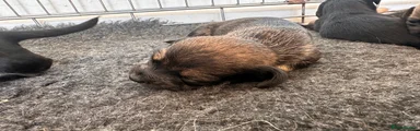 Mixed Breed 4