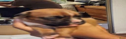 Boxer dogs for sale: Bobtail K C reg - Advert 16