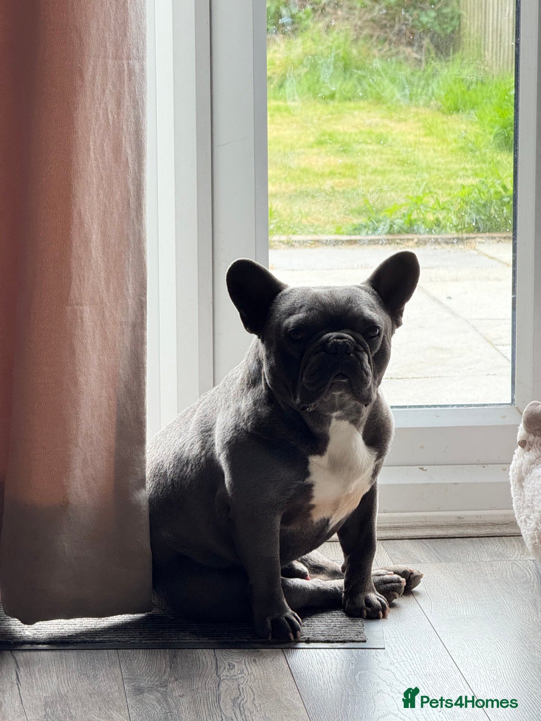 French Bulldog dogs for stud: Kc registered blue French bulldog for stud - Advert 2