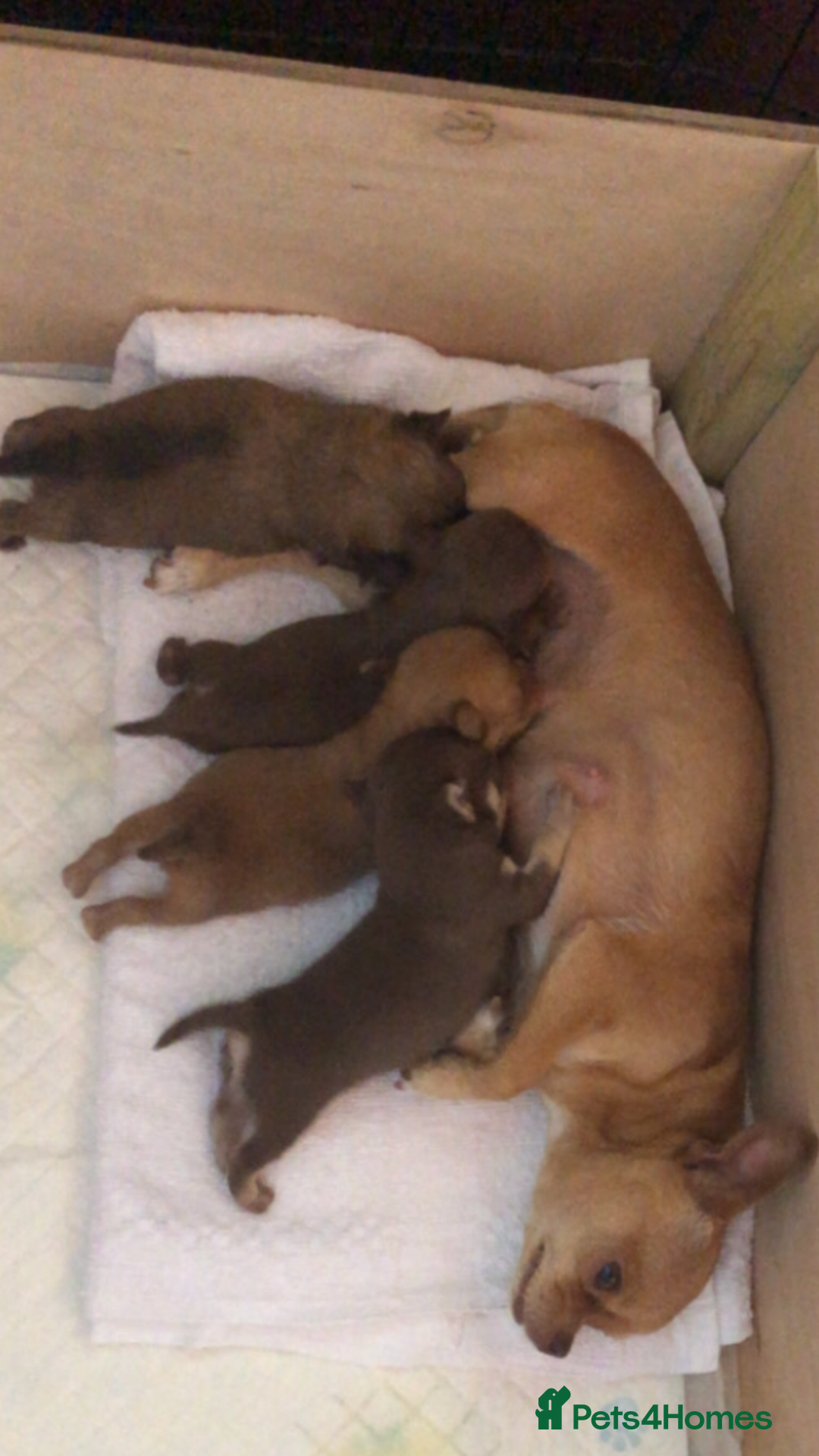 Chihuahua dogs for sale: 💥adorable puppies💥 - Image 3