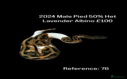 Python Snake reptiles for sale: Various 2025 & 2024 Pied Ball Pythons Royal Snake - Image 22