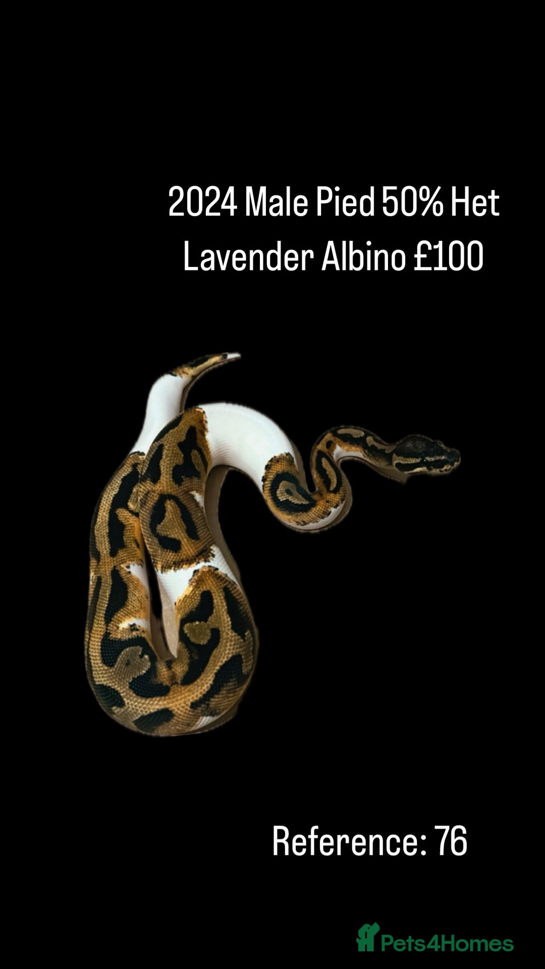 Python Snake reptiles for sale: Various 2025 & 2024 Pied Ball Pythons Royal Snake - Image 22