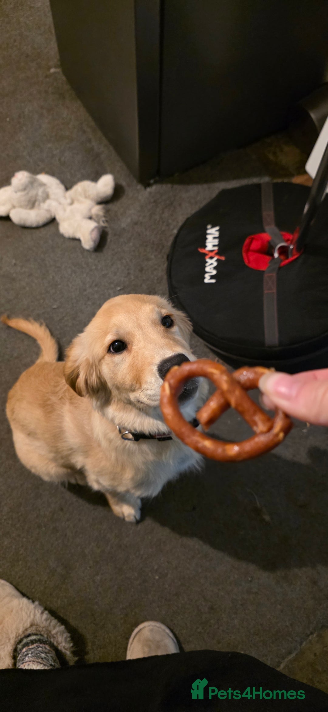 Golden Retriever dogs for sale: 6 month old beautiful golden retriever  - Advert 6