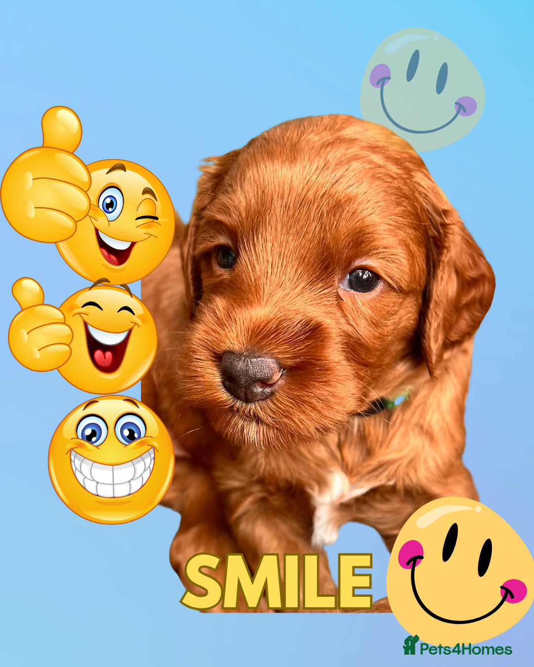 Australian Labradoodle dogs Tiny Tails,Big♥️Australian labradoodle - Advert 2
