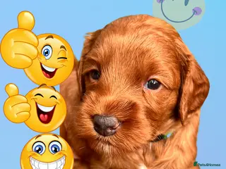 Australian Labradoodle dogs Tiny Tails,Big♥️Australian labradoodle - Advert 2