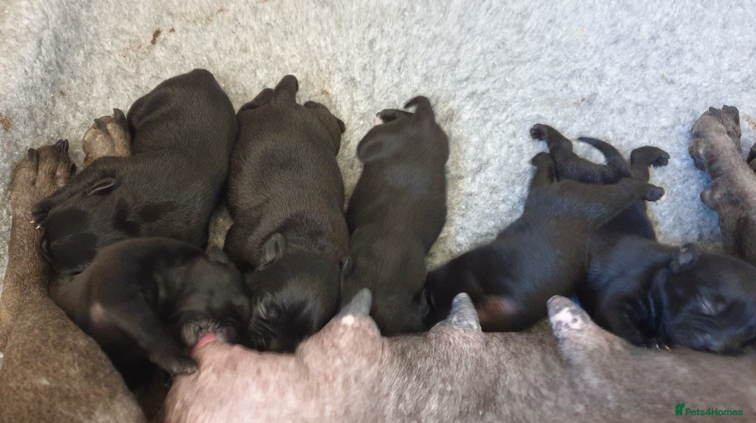 Staffordshire Bull Terrier dogs for sale: KC Registered Champions Bloodline Show Quality  - Image 5