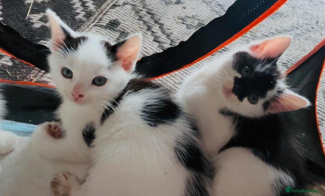 Domestic Shorthair cats for sale:  Beautiful litter mixed colours  - Image 4