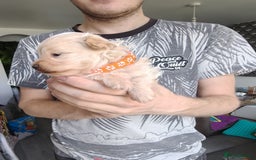 Maltipoo dogs for sale: F1B Toy Maltipoo  - Image 22