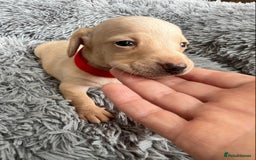 Miniature Dachshund dogs for sale: Quality Miniature Dachshund - Smooth Creams - Image 18