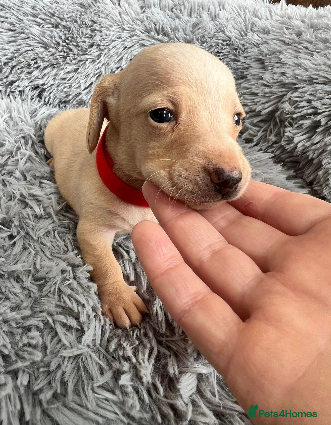 Miniature Dachshund dogs for sale: Quality Miniature Dachshund - Smooth Creams - Image 18