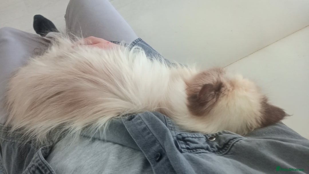 Persian cats for sale: Persian girl rehoming  - Image 13