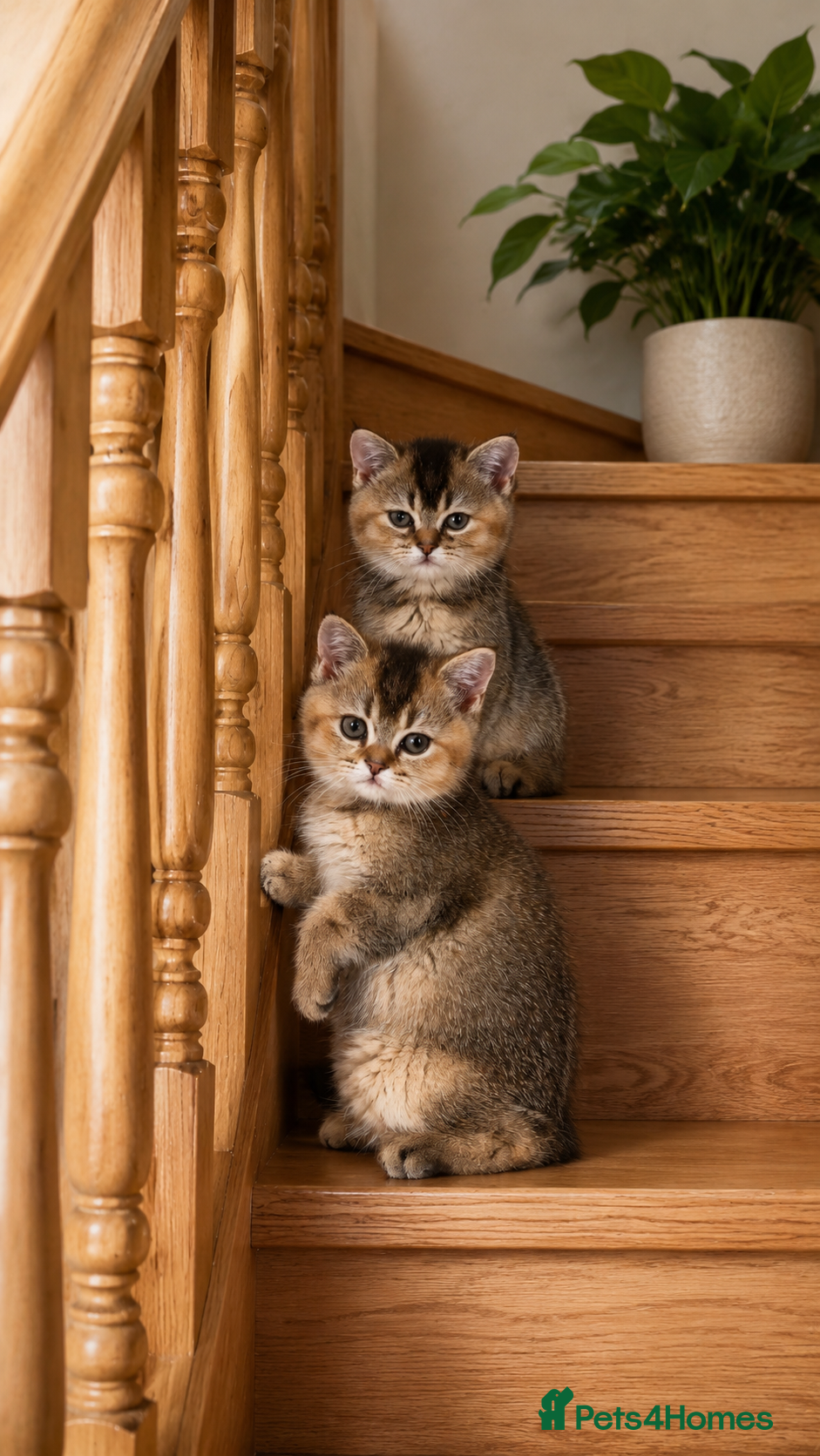 British Shorthair cats British shorthair  cat - Advert 14