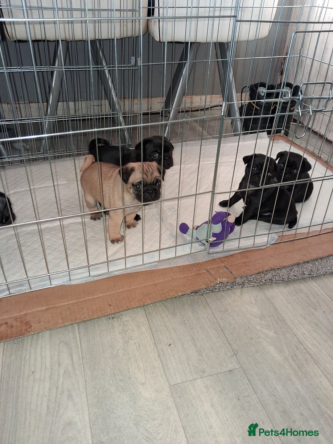 Pug dogs for sale: 5 adorable pug puppies for sale  - Advert 19