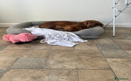 Cocker Spaniel dogs for sale: Female cocker spaniel  - Image 2