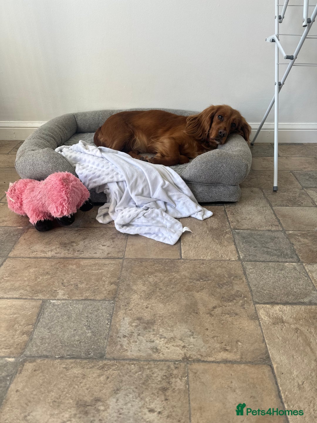 Cocker Spaniel dogs for sale: Female cocker spaniel  - Image 2