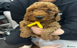Labradoodle dogs for sale: Miniature Labradoodle  - Advert 19