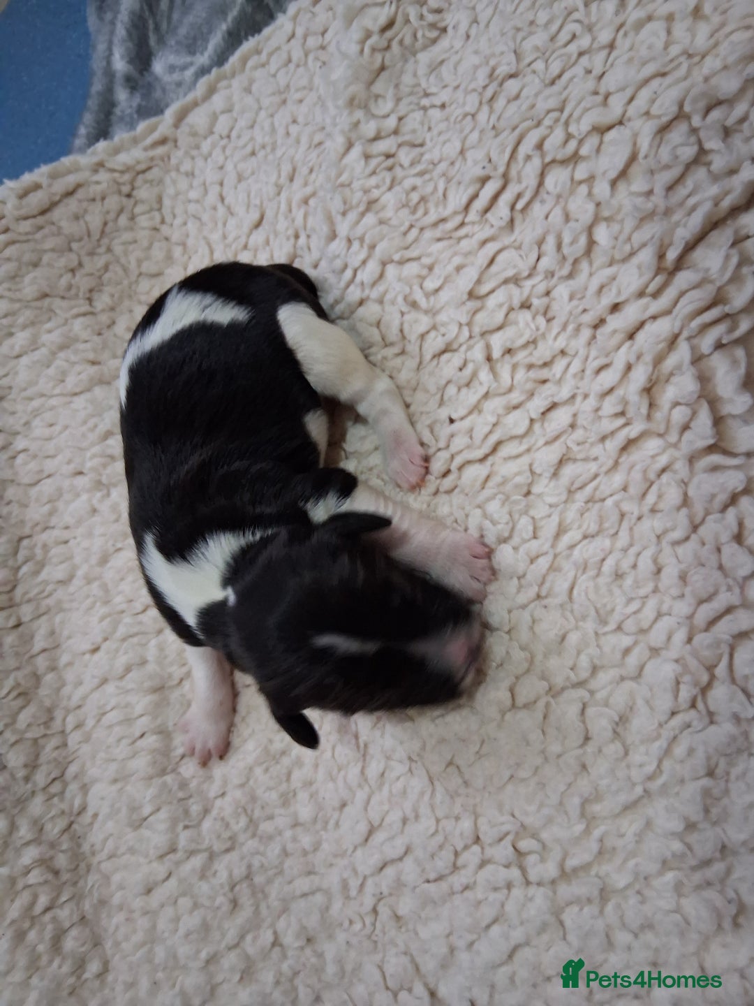 English Springer Spaniel dogs for sale: 🐾KC Reg English Springer Spaniel Puppies for Sale - Advert 12